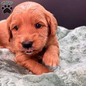 Zeus, Mini Goldendoodle Puppy